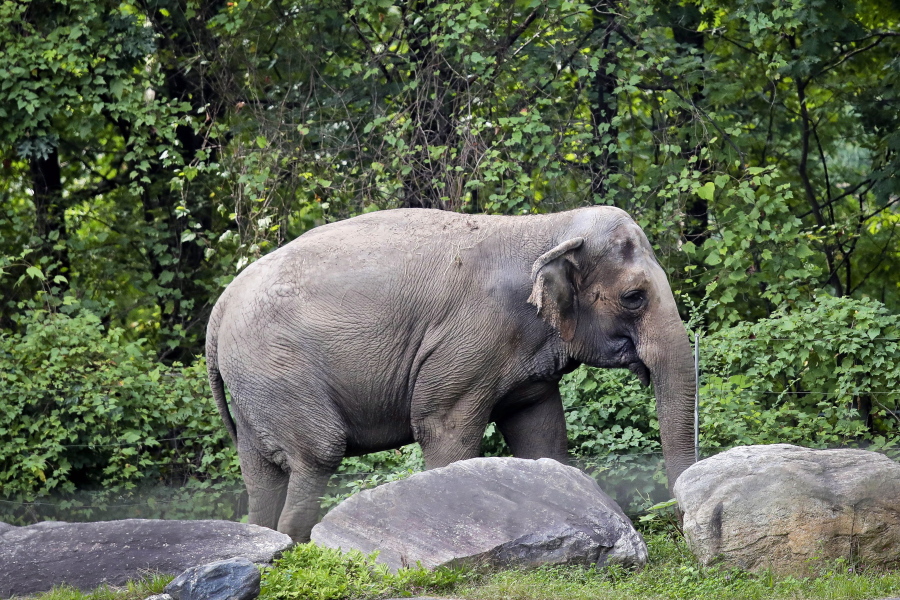 FILE - Bronx Zoo elephant "Happy" strolls inside the zoo's Asia Habitat in New York on Oct. 2, 2018. New York's top court on Tuesday, June 14, 2022, rejected an effort to free Happy the elephant from the Bronx Zoo, ruling that she does not meet the definition of "person" who is being illegally confined.