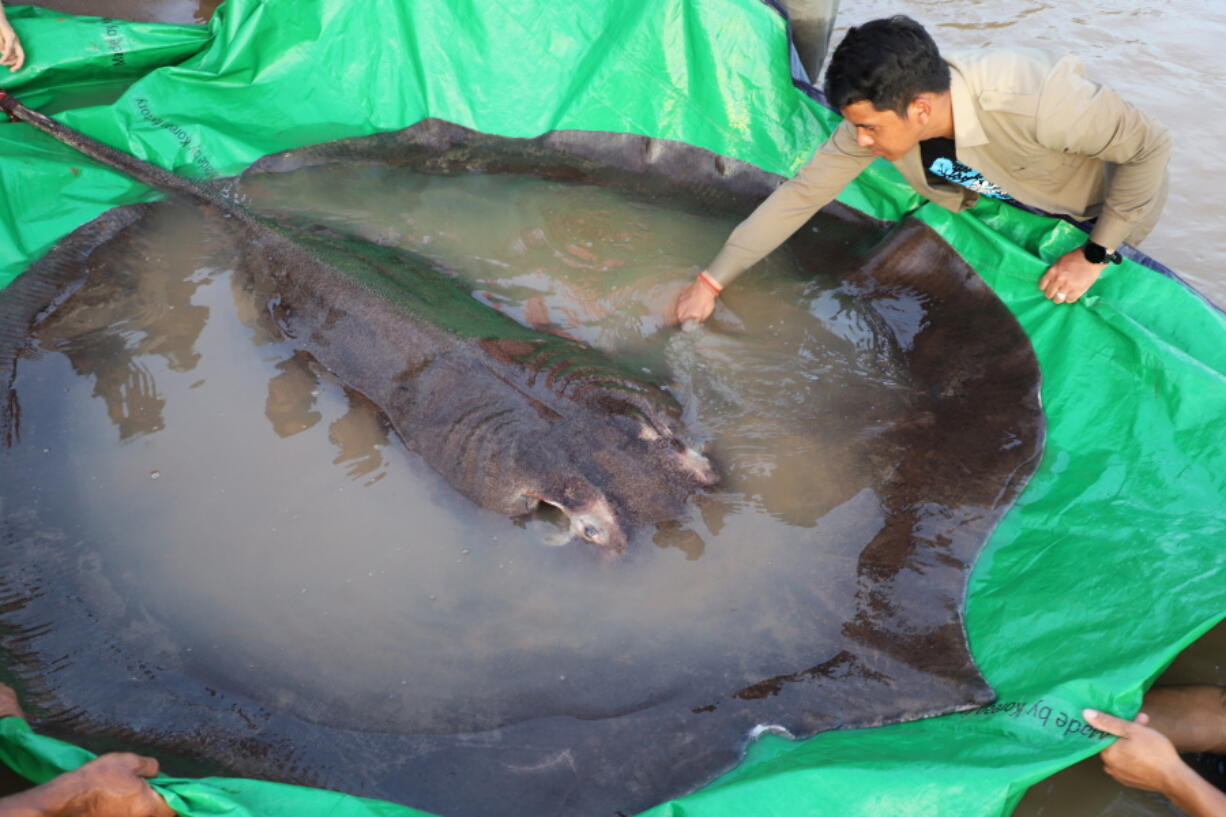 In this photo provided by Wonders of the Mekong taken on June 14, 2022, a man touches a giant freshwater stingray before being released back into the Mekong River in the northeastern province of Stung Treng, Cambodia. A local fisherman caught the 661-pound (300-kilogram) stingray, which set the record for the world's largest known freshwater fish and earned him a $600 reward.