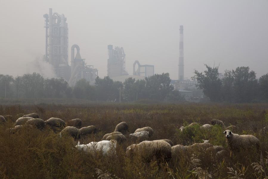 FILE - Sheep graze on a grass land near a cement plant on the outskirts of Beijing, China, Oct. 17, 2015. New global data released in May 2022, shows that emissions of heat-trapping gases coming from making cement have doubled in the last 20 years. It's all being driven by China, which is responsible for more than half of the globe's cement carbon emissions.