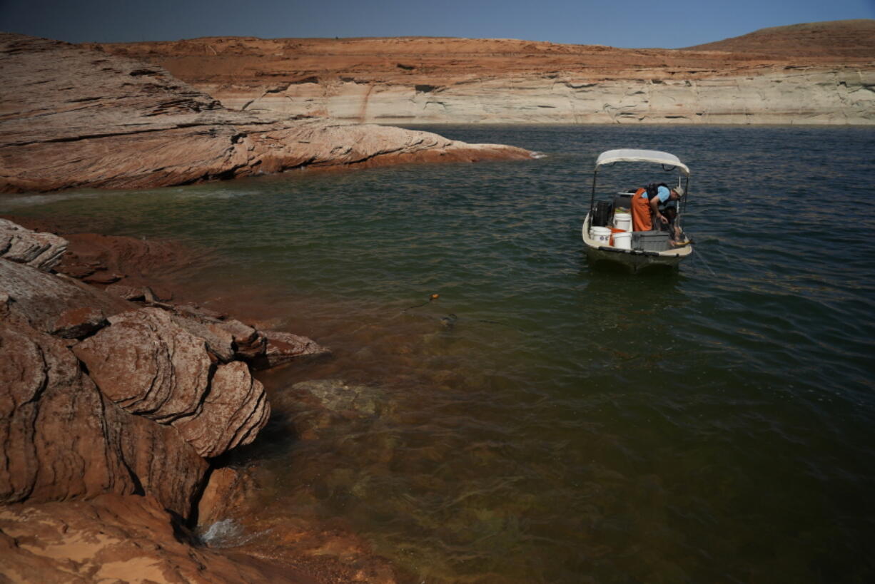 A Utah State University research team pulls in a gillnet net at Lake Powell on Tuesday, June 7, 2022, in Page, Ariz. They are on a mission to save the humpback chub, an ancient fish under assault from nonnative predators in the Colorado River.
