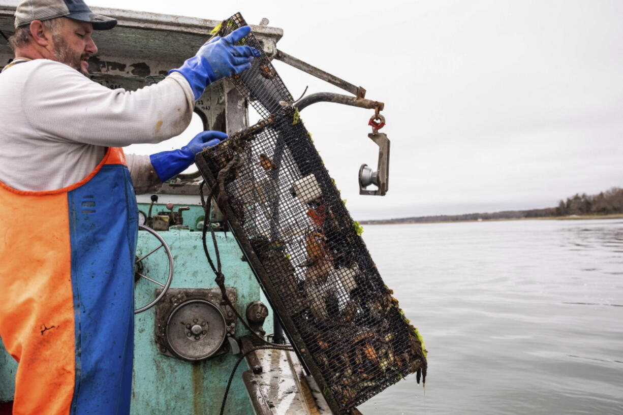 This image provided by Jennifer Bakos shows fisherman Dwight Souther of Seabrook, N.H., hauling in a trap of green crabs, Sunday June 12, 2022, off the coast of New Hampshire. Green crabs, an invasive species wreaking ecological and economic havoc along the New England coast, are being used by a New Hampshire distillery to create House of Tamworth Crab Trapper, a green crab-flavored whiskey.