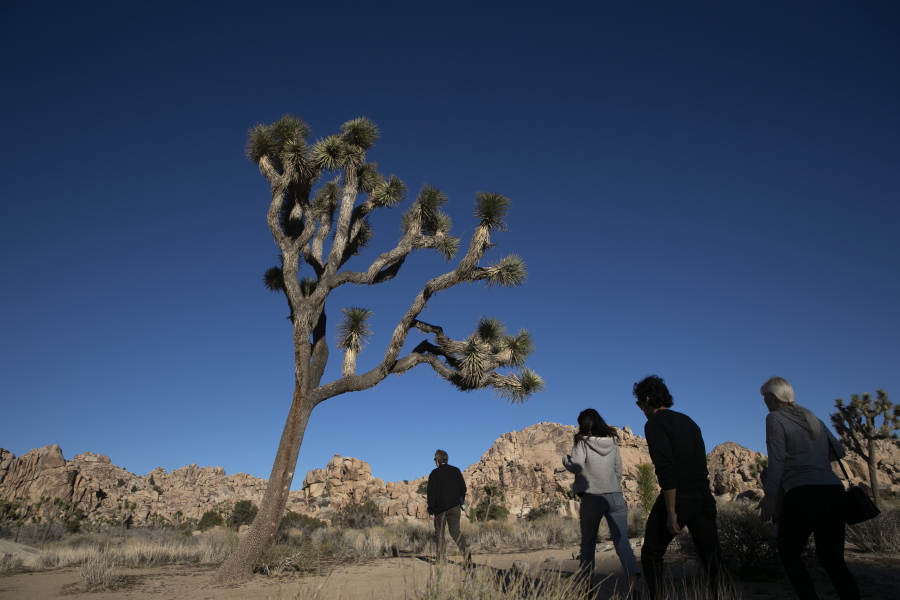 People visit Joshua Tree National Park Jan. 10, 2019, in Southern California's Mojave Desert. The popular trail to the Fortynine Palms Oasis in Joshua Tree National Park has been temporarily closed so that bighorn sheep can have undisturbed access to the water. The National Park Service says the park is under extreme drought conditions and herds in the area are increasingly reliant on the oasis spring to survive the hot summer months.
