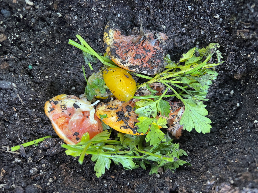 Fruit and vegetable scraps in a planting hole in a Glen Head, N.Y., garden. As kitchen scraps decompose, they add valuable nutrients to the soil to nourish plants.