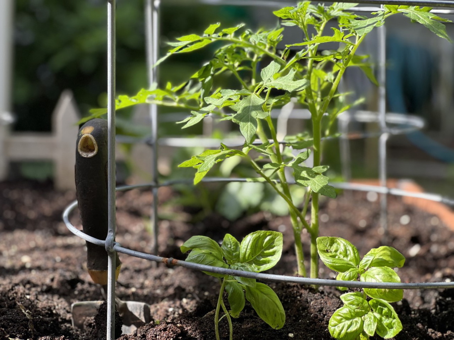 Tomatoes and basil planted together in Glen Head, N.Y. The two make wonderful garden bedfellows, as basil discourages certain insects from attacking tomatoes, and may even help improve their flavor.