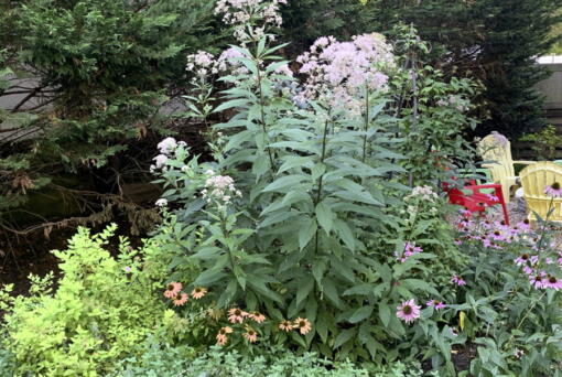 Native Joe Pye weed grows alongside native coneflowers and nonnative spirea and catmint.