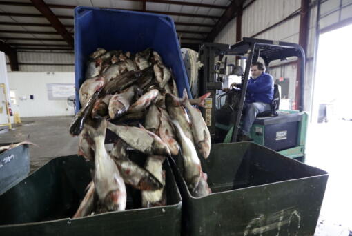 Asian carp are unloaded at Two Rivers Fisheries in Wickliffe, Ky. The state of Illinois is unveiling a market-tested rebranding campaign to make the fish appealing to consumers. (Mark Humphrey/Associated Press)