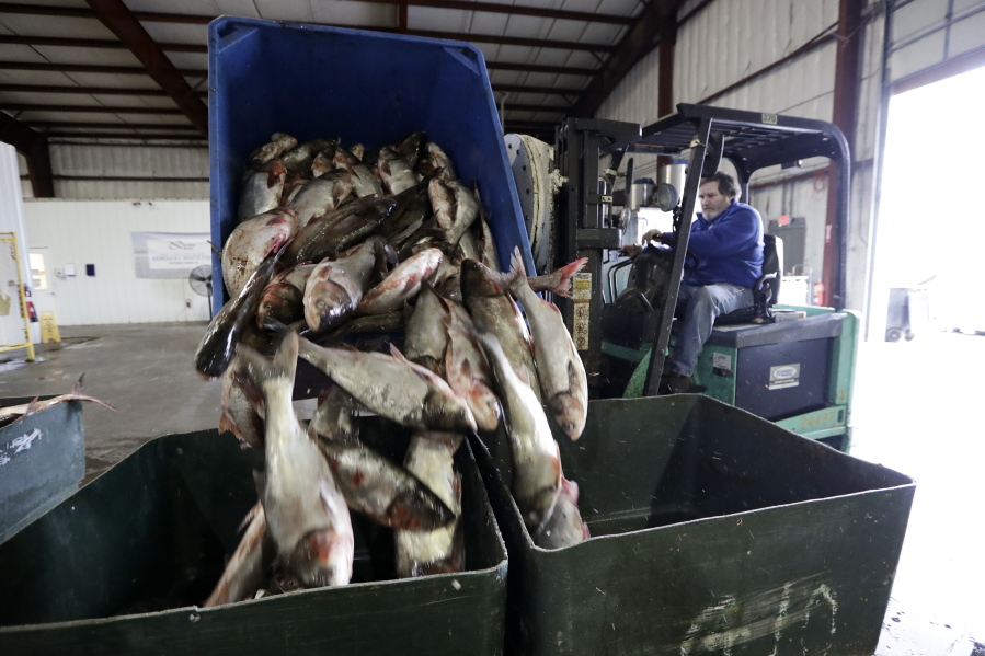 Asian carp are unloaded at Two Rivers Fisheries in Wickliffe, Ky. The state of Illinois is unveiling a market-tested rebranding campaign to make the fish appealing to consumers.