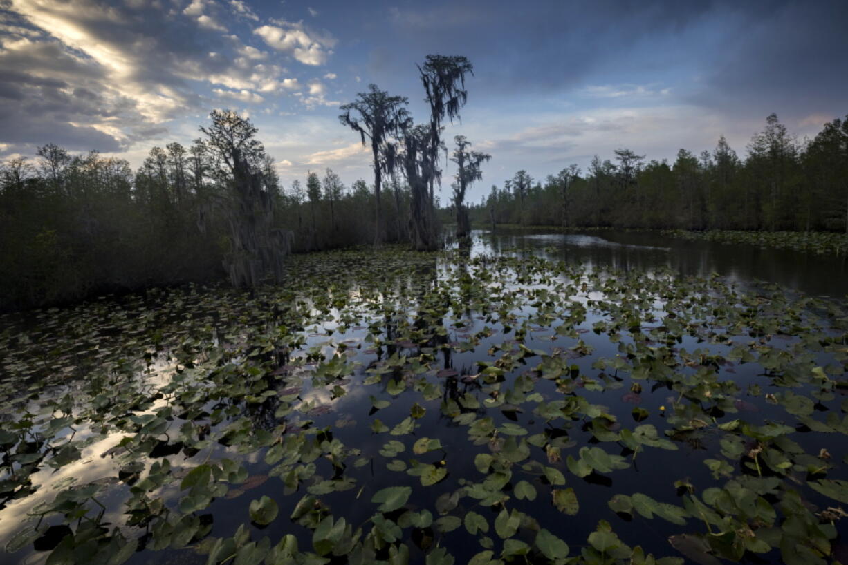 FILE - The sun sets over water lilies and cypress trees along the remote Red Trail wilderness water trail of Okefenokee National Wildlife Refuge, Wednesday, April 6, 2022, in Fargo, Ga. The refuge is one of the world's largest intact freshwater ecosystems and averages 300,000 visitors a year and 4,000 visitors permitted for overnight camping along trails such as this. According to a government memo, Friday, June 3, 2022, a federal agency has delivered a big setback to a company's controversial plan to mine at the edge of the Okefenokee Swamp's vast wildlife refuge. (AP Photo/Stephen B.