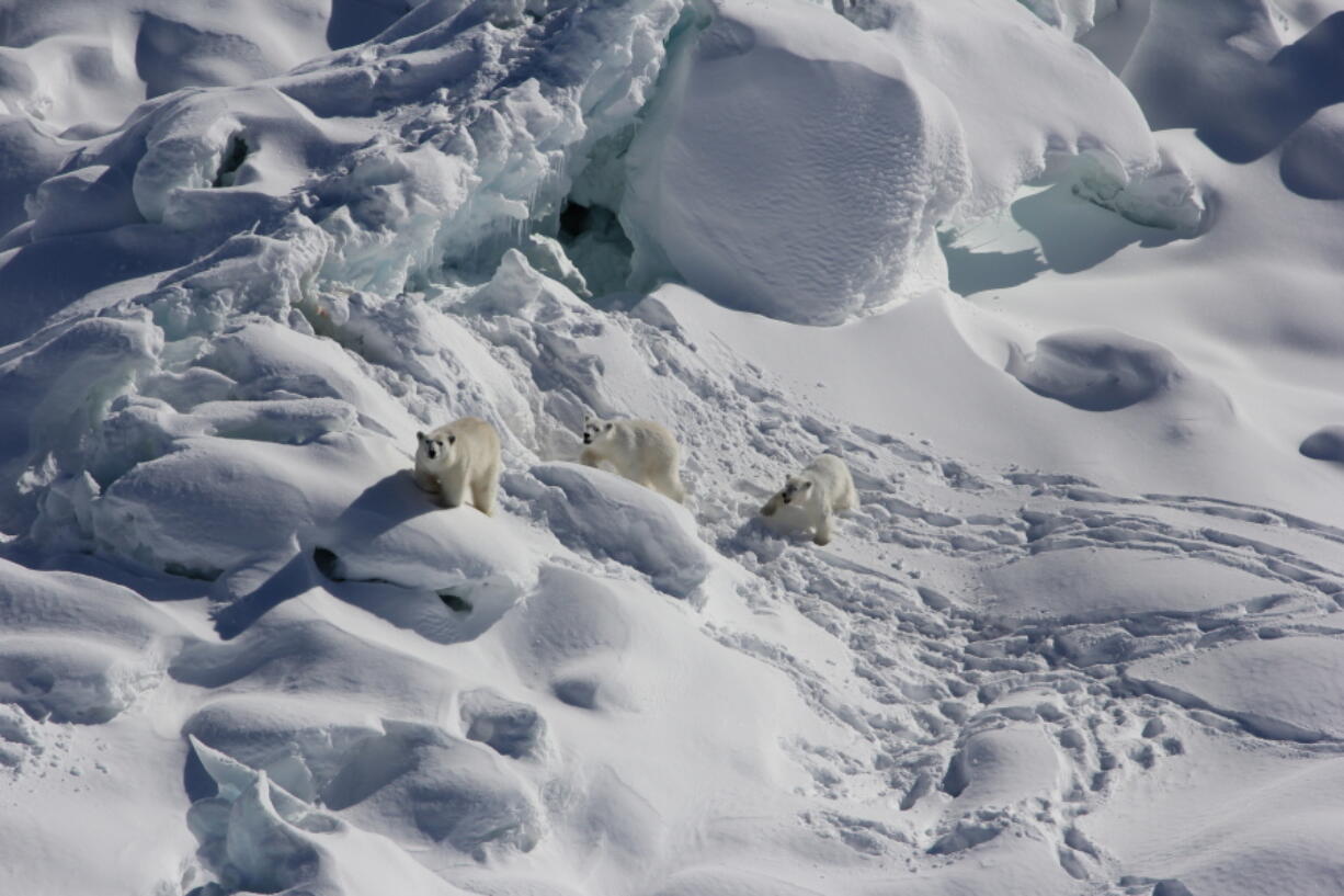 An adult female polar bear, left, and two 1-year-old cubs walk over snow-covered freshwater glacier ice in Southeast Greenland in March 2015. With limited sea ice, these Southeast Greenland polar bears use freshwater icebergs spawned from the shrinking Greenland ice sheet as makeshift hunting grounds, according to a study in journal Science released Thursday, June 16.