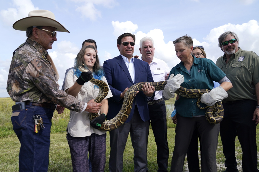 Florida Gov. Ron DeSantis, center, holds a Burmese python at a media event, Thursday, June 16, 2022, where he announced that registration for the 2022 Florida Python Challenge has opened for the annual 10-day event to be held Aug 5-14, , in Miami. The Python Challenge is intended to engage the public in participating in Everglades conservation through invasive species removal of the Burmese python. Also pictured are Ron Bergeron, left, McKayla Spencer, second from left, Rodney Barreto, third from right, and Jan Fore, second from right.