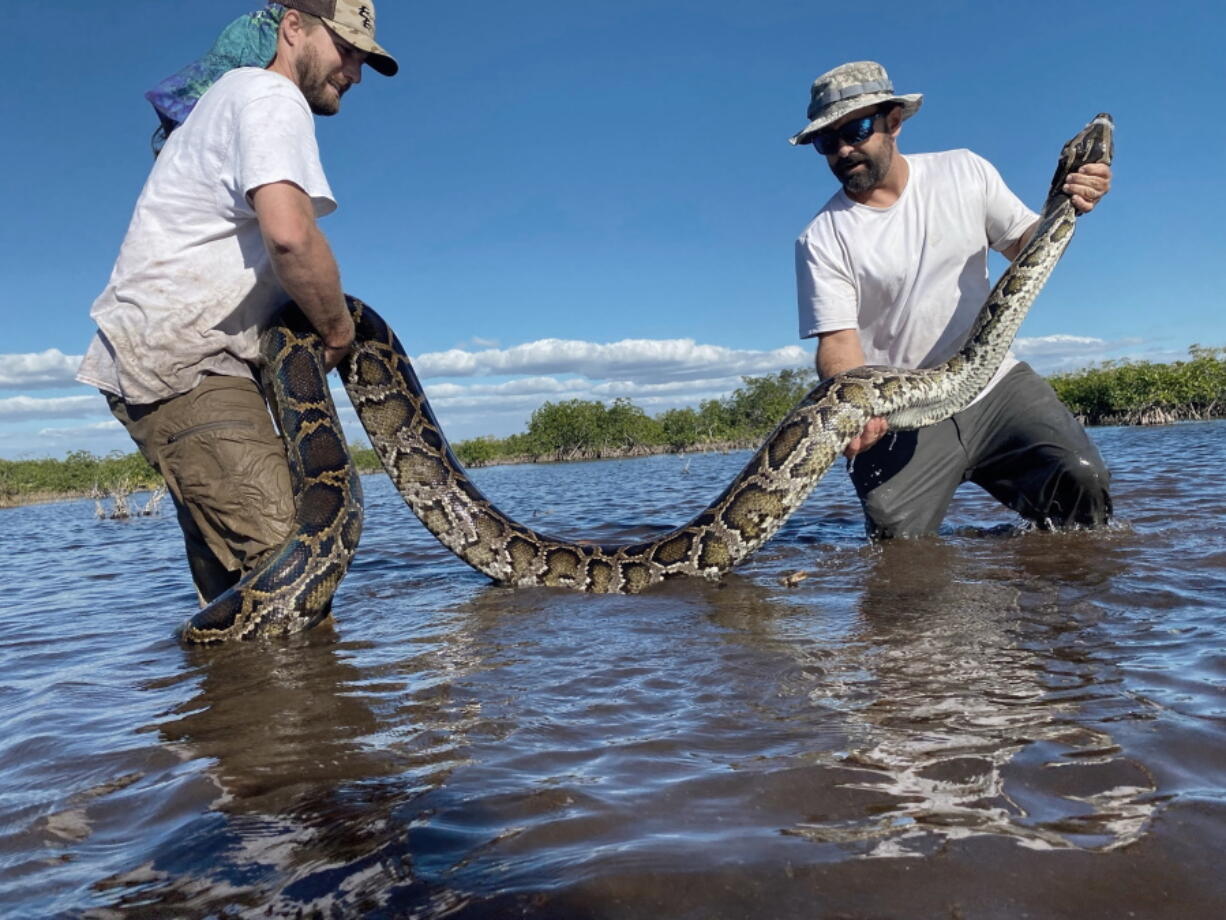 This March 2022 photo provided by the Conservancy of Southwest Florida shows biologists Ian Easterling, left, and Ian Bartoszek with a 14-foot female Burmese python captured in mangrove habitat of southwestern Florida while tracking a male scout snake.