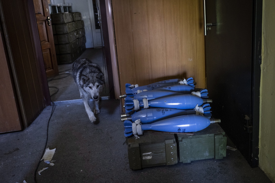 A dog walks past shells used by a Ukrainian artillery unit in a village near the frontline in the Donetsk oblast region, eastern Ukraine, Thursday, June 2, 2022.