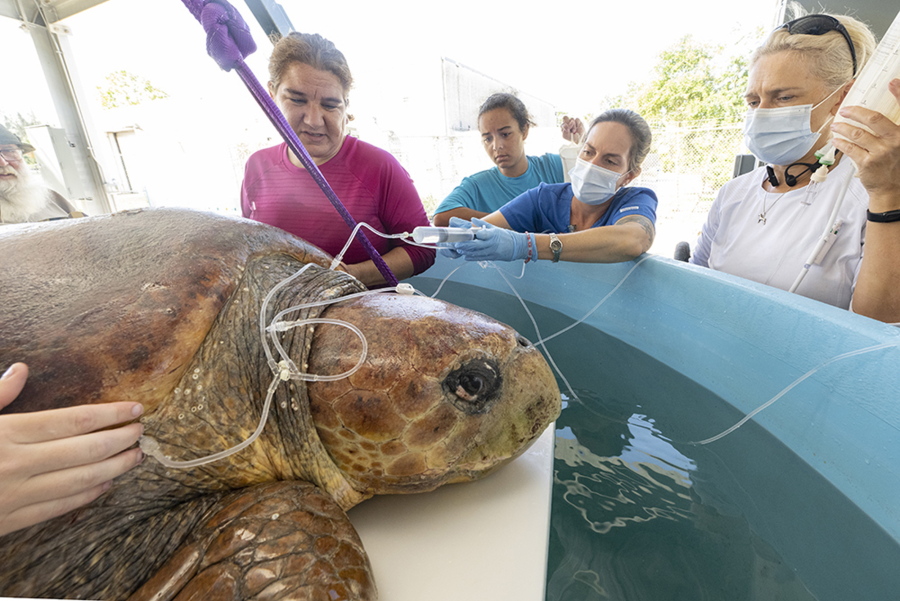 In this image provided by Zoo Miami, a female loggerhead turtle receives fluids as part of a treatment on May 28, 2022, after she was brought to Miami Zoo's new Sea Turtle Hospital in Miami. The turtle was rescued from the Port St. Lucie Power Plant after a shark attack left its left fin with exposed bone.