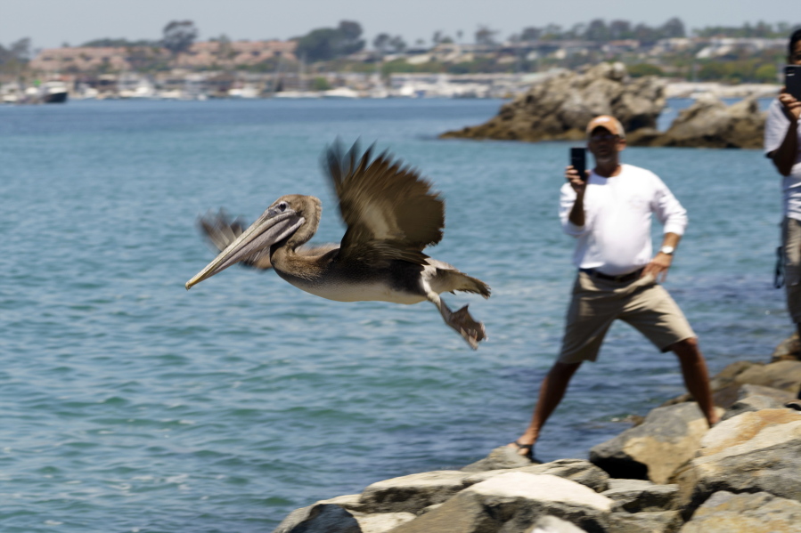 A Brown pelican flies into the wild at Corona Del Mar State Beach in Newport Beach, Calif., on Friday, June 17, 2022. The twelve Brown Pelicans were victims of the recent Southern California mass-stranding event.