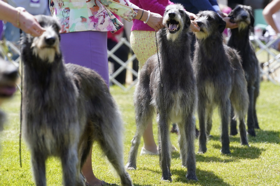Scottish deerhounds are shown in the ring during the 146th Westminster Kennel Club Dog show, Monday, June 20, 2022, in Tarrytown, N.Y.