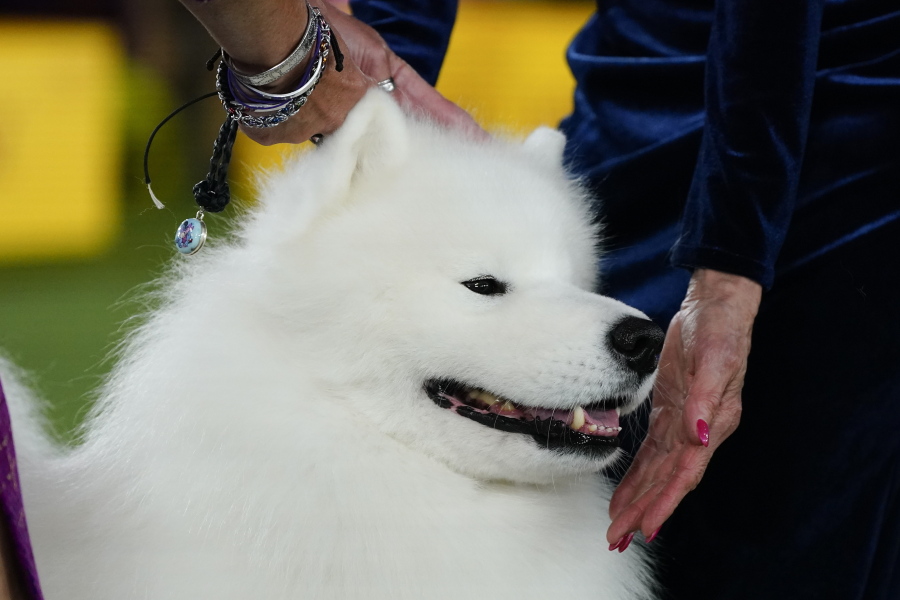 Striker, a Samoyed, competes in the working group at the 146th Westminster Kennel Club Dog Show, Wednesday, June 22, 2022, in Tarrytown, N.Y. Striker won the group.