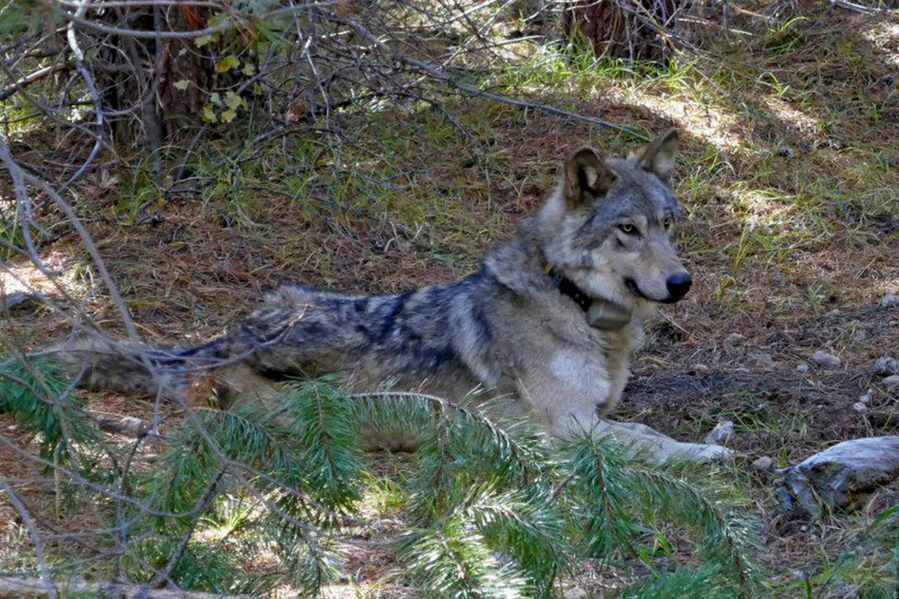 FILE - In this undated photo released by the U.S. Fish and Wildlife Service shows a dispersing wolf from the Oregon Pack OR-54. The past two years have seen a big increase in wolf poaching cases in the Northwest. Four dead wolves were discovered in the northeastern corner of Washington state in February 2022. That followed the poisoning of eight wolves in eastern Oregon in 2021, along with the poaching of a total of eight wolves in Idaho last year. (U.S.
