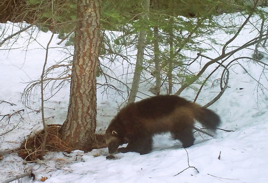 A remote camera set by biologist Chris Stermer shows a mountain wolverine Feb. 27, 2016, in the Tahoe National Forest near Truckee, Calif. -- a rare sighting of the predator in the state.