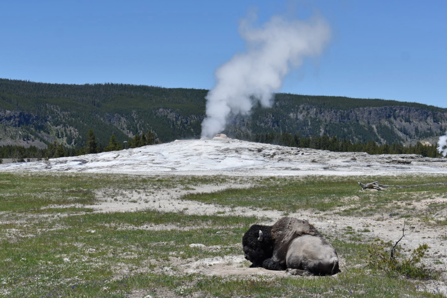 FILE - A bison lays down on the ground in front of the Old Faithful geyser in Yellowstone National Park, Wyo., on June 22, 2022. A 34-year-old man from Colorado Springs, Colo., was gored by a bull bison in Yellowstone National Park this week, suffering an arm injury, park officials said. The was walking with his family near Giant Geyser in the Old Faithful area on Monday, June 27, 2022, when a bull bison charged the group.