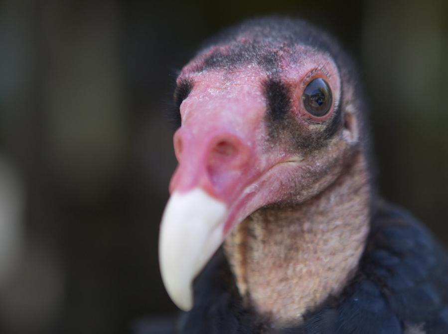 Turkey vultures' pervious nostrils are among the features that help them feed on carrion.