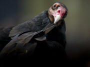 Turkey vultures' featherless heads help them reach deep into carcasses when they eat them.