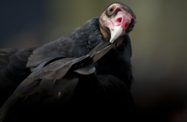 Turkey vultures' featherless heads help them reach deep into carcasses when they eat them.