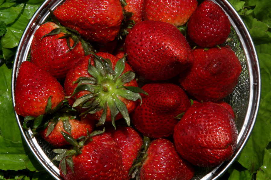 Fresh strawberries, local and otherwise, are in season now, Wednesday, May 11, 2022. (Hillary Levin/St. Louis Post-Dispatch/TNS) (Hillary Levin/St.