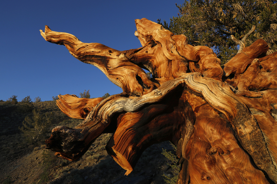 A large bristlecone pine tree has fallen over, exposing the roots, in the Ancient Bristlecone Pine Forest.