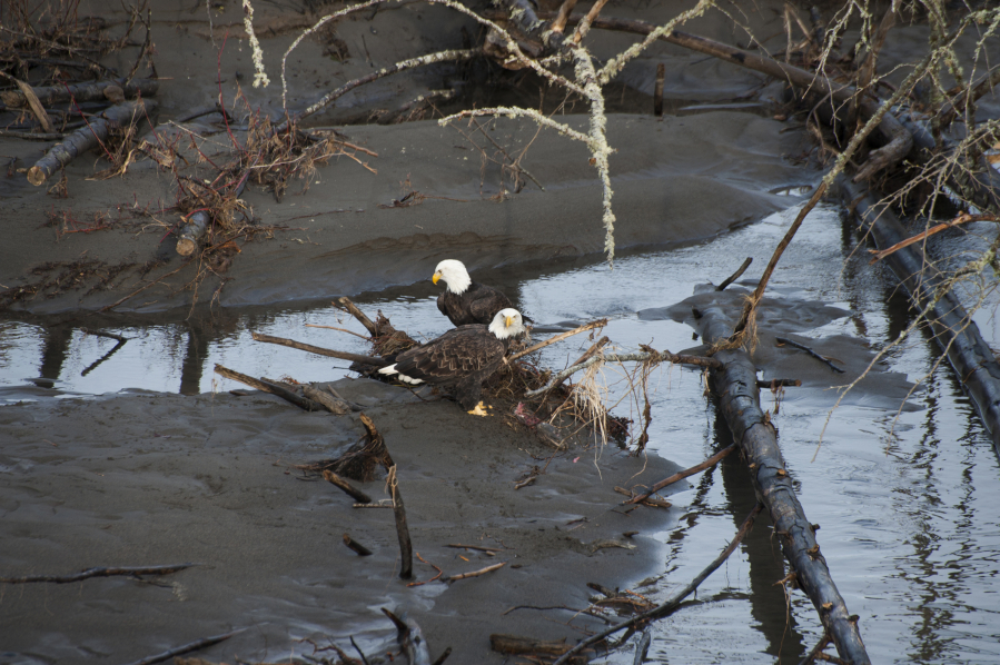 Two eagles on the Nooksack River in Western Washington. Spawned-out salmon provide nourishment for the eagles during the winter months on this Pacific Northwest river.