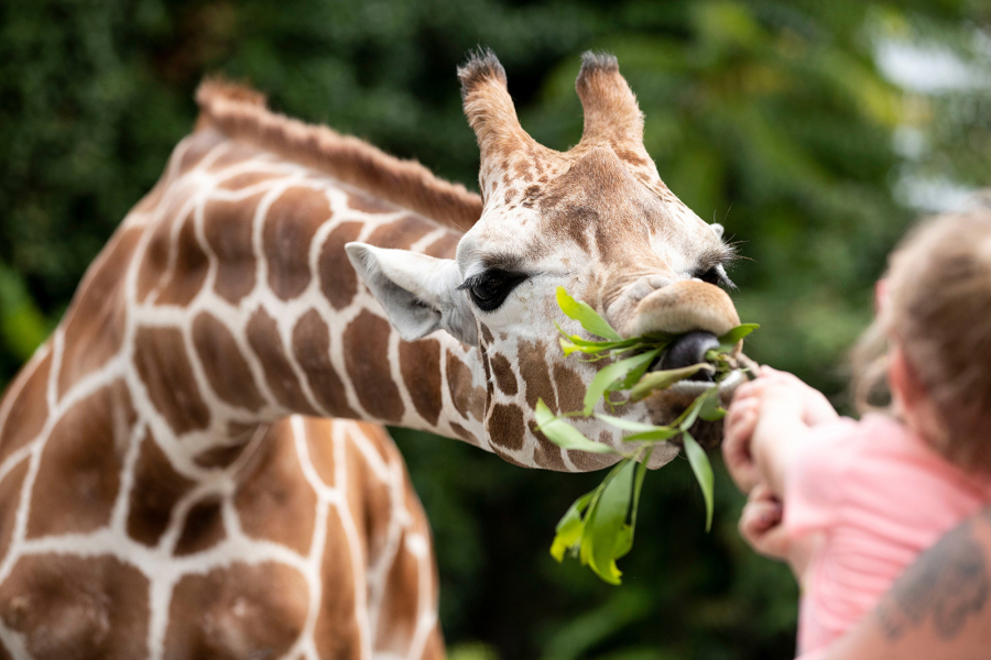 Mariah Wetherby, 4, and Tyler Wetherby, of Pitman, N.J., feed a giraffe at the new giraffe feeding encounter at the Philadelphia Zoo.