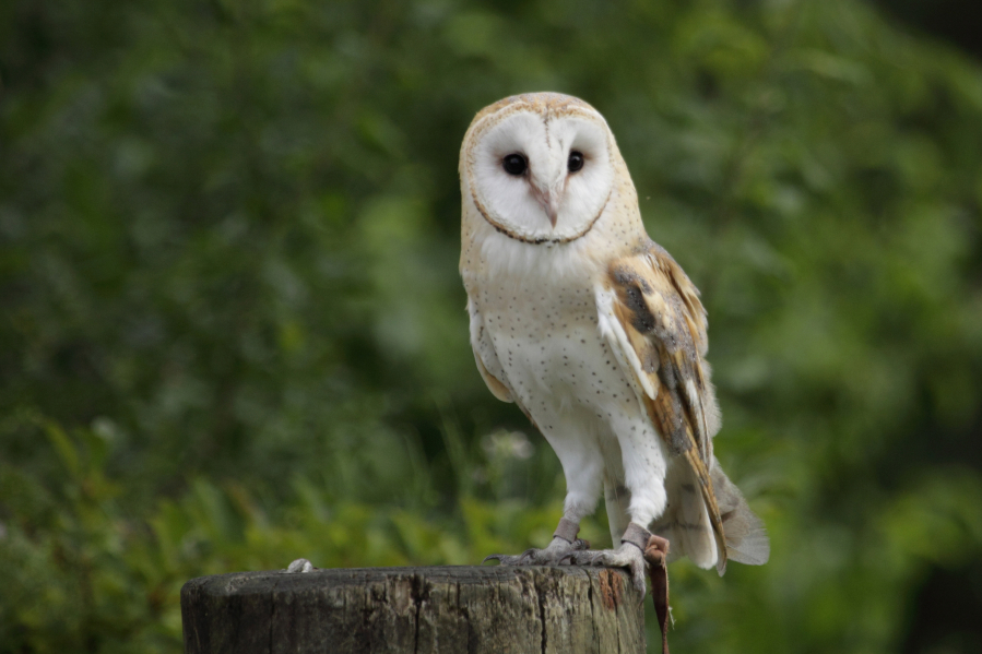 A barn owl sits on a tree trunk. A Johns Hopkins University researcher can continue medical experiments on barn owls after a lengthy battle with the People for the Ethical Treatment of Animals.