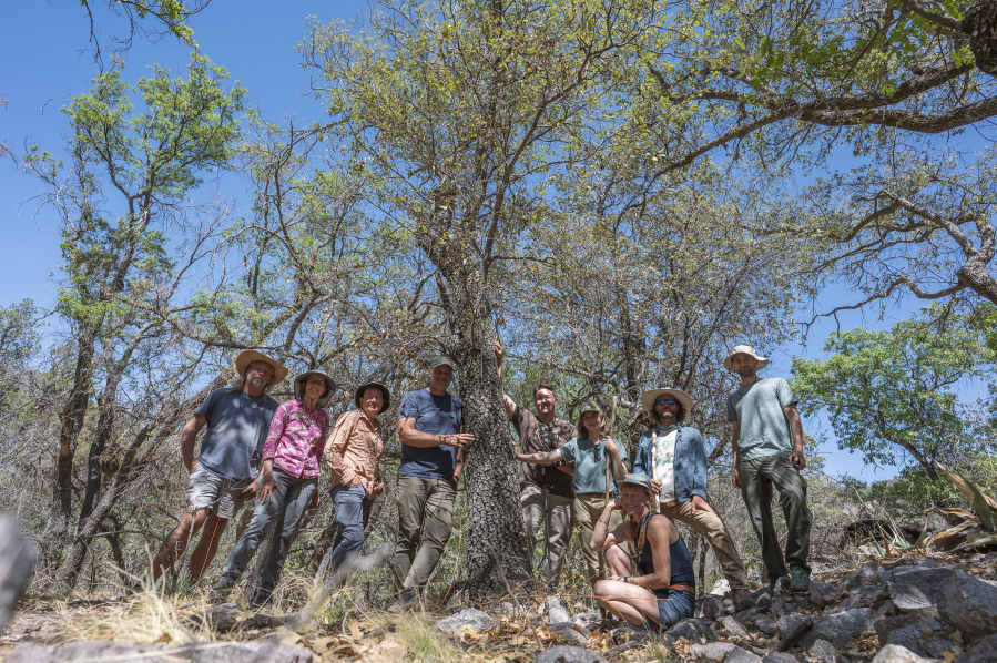 A group of researchers stands beside an oak tree, a specimen of Q. tardifolia, which was thought to be extinct by 2011. They found the rare tree on May 25 during a research trip in Big Bend, Texas. (U.S.