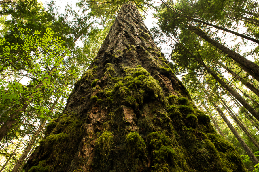 "Old growth" is in the eye of the beholder.