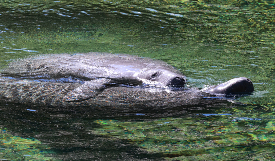 At Blue Spring State Park in Orange City, Fla., manatees frolic Jan. 19 near the main spring.