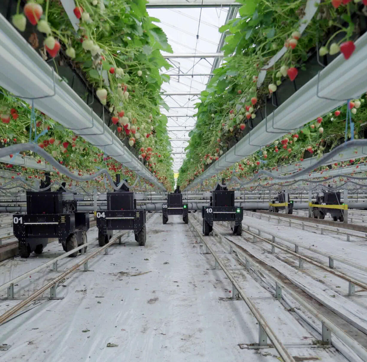 Tortuga AgTech???s pitch to growers is a subscription model that charges them a flat cost per robot-picked box of strawberries at a rate comparable to human worker wages. Unlike a human, the Tortuga bot doesn???t need breaks, can???t get sick, is always ready to work, and can pick all day and into the night.