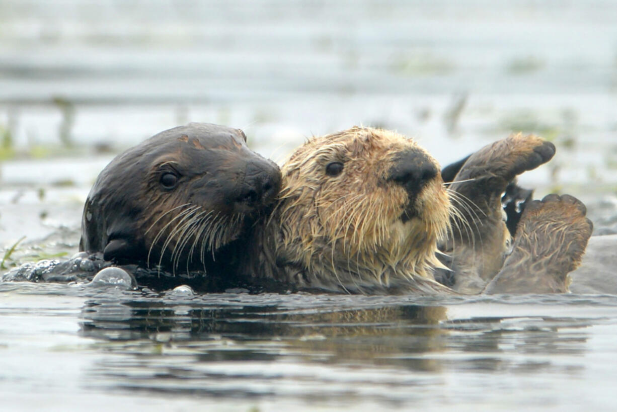 Sea otters in the Elkhorn Slough on July 23, 2020, in Moss Landing, California.