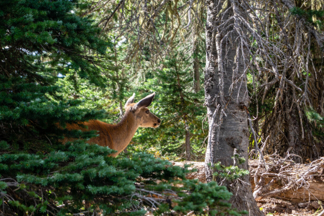 A deer looks out from foliage in the Olympic National Forest in Washington state, USA