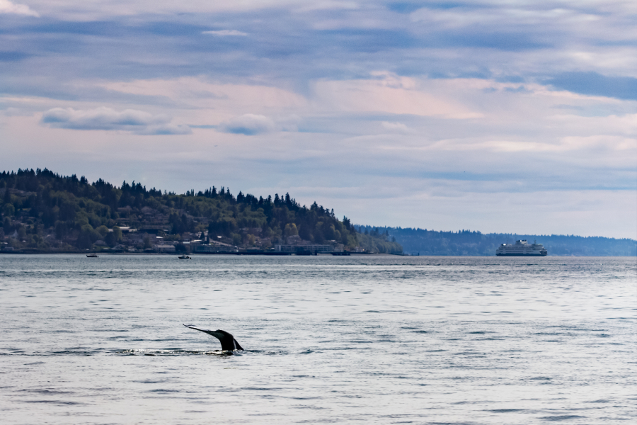 A gray whale swims May 4, 2018, in Puget Sound. A new gray whale has been spotted near Mukilteo Pier.