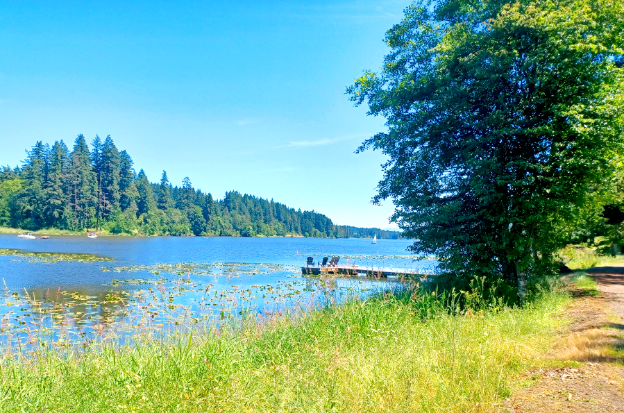 As you near the Lacamas Heritage Trail's halfway mark, the creek widens as it pours into the north end of Lacamas Lake -- the ideal environment for yellow pond lilies.