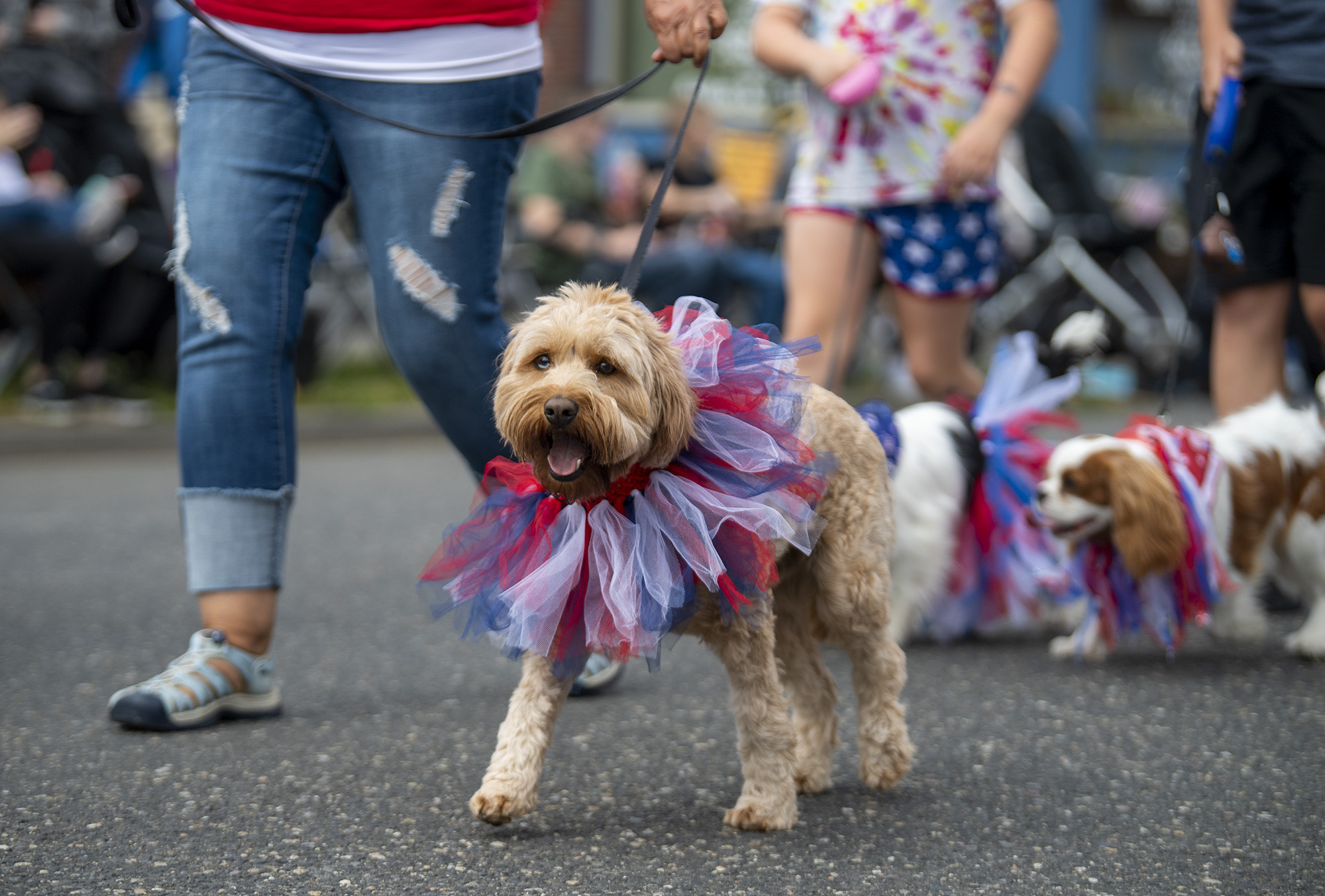 A pack of dogs and their owners walk down Pioneer Street on Monday, July 4, 2022, during the Kids and Pets 4th of July parade in downtown Ridgefield.