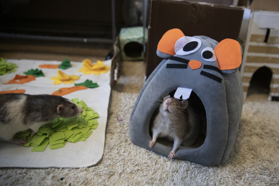 Richelle Kelly's pet rats spend time every day outside their cages, exploring hidey-holes, solving food puzzles and scurrying up and down cat trees.