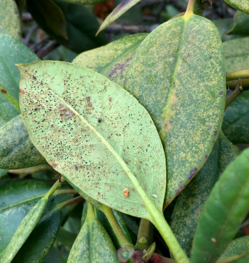 This rhododendron leaf shows discoloration, along with lace bugs and their excrement.