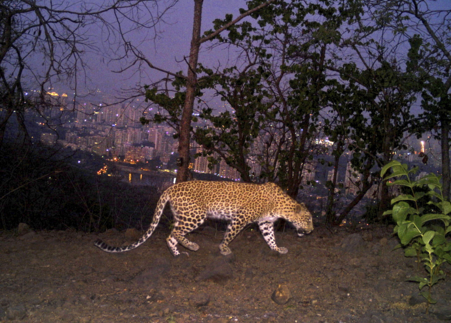 A leopard is seen walking across a ridge in Aarey colony near Sanjay Gandhi National Park overlooking Mumbai city, India, in 2018.
