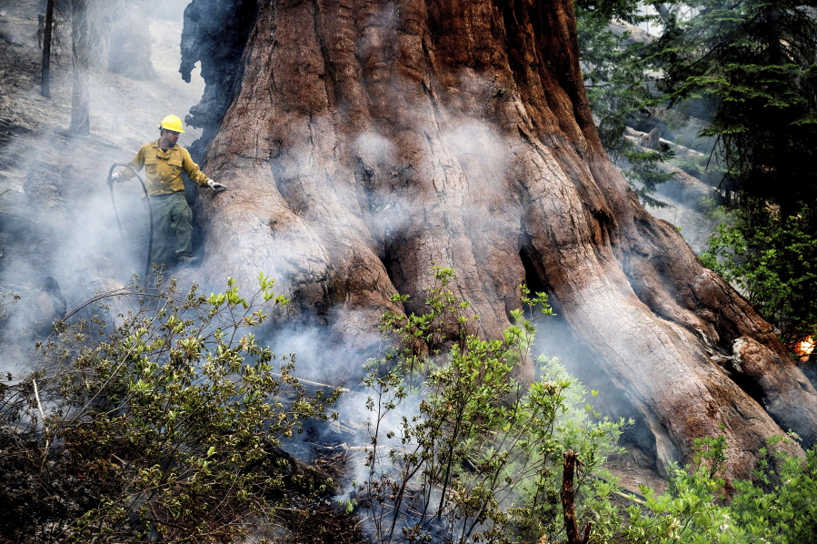 A firefighter protects a sequoia tree as the Washburn Fire burns in Mariposa Grove in Yosemite National Park, Calif., on Friday, July 8, 2022.