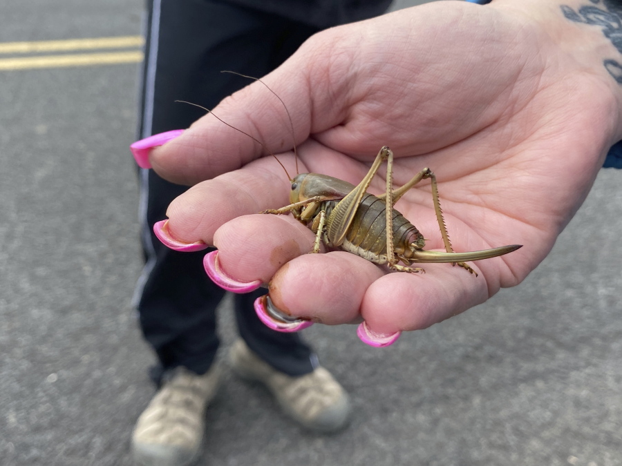 April Aamodt holds a Mormon cricket in her hand in Blalock Canyon near Arlington, Ore. on Friday, June 17, 2022. Aamodt is involved in local outreach for Mormon cricket surveying.