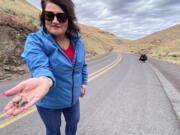 April Aamodt holds a Mormon cricket that she found in Blalock Canyon near Arlington, Ore., on June 17 while OSU Extension agent Jordan Maley, far right, looks at more of the insects on the road.