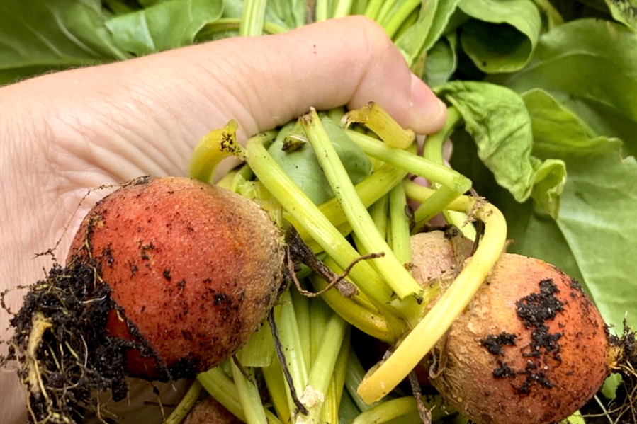 This July 2021 photo provided by Jessica Damiano shows newly harvested golden beets in Glen Head, N.Y. Beets and other root crops thrive in cool temperatures, making them ideal to plant in summer for a fall harvest.