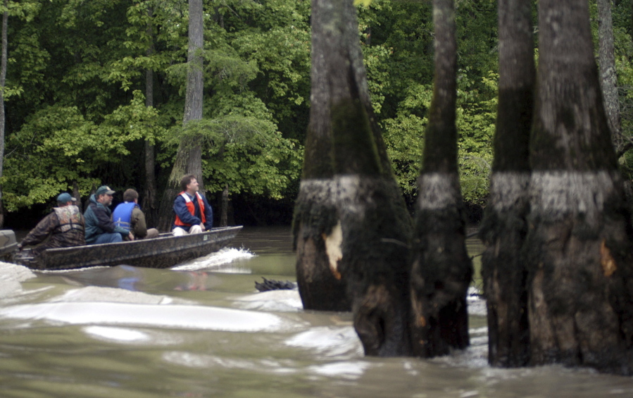 Members of the Nature Conservancy and the U.S. Fish and Wildlife Service, look for signs of the ivory-billed woodpecker at the Cache River National Wildlife Refuge near Dixie, Ark. on April 29, 2005.