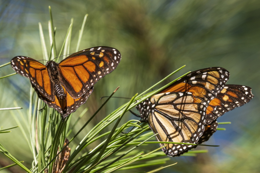 FILE - Monarch butterflies land on branches at Monarch Grove Sanctuary in Pacific Grove, Calif., Wednesday, Nov. 10, 2021.