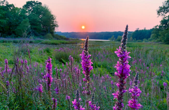 Purple Loosestrife is among the many noxious weeds that have landed in Washington and threaten native plants and crops.